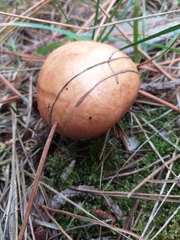 Suillus luteus
