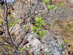 Diospyros lycioides