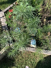 Amsonia hubrichtii