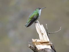 Elliotomyia chionogaster