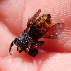 Megachilinae