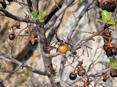 Diospyros lycioides