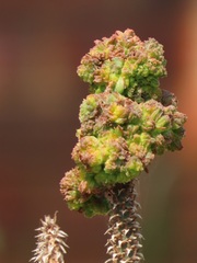 Aceria aloinis