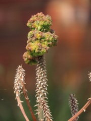 Aceria aloinis