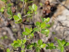 Diospyros lycioides