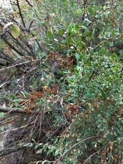Spiraea hypericifolia