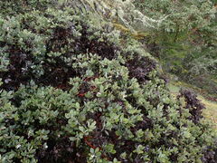 Arctostaphylos columbiana
