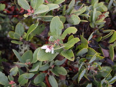 Arctostaphylos columbiana