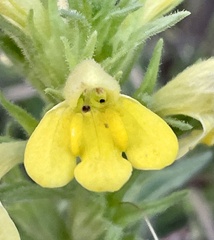Bellardia viscosa