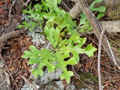 Cussonia paniculata