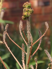 Aceria aloinis