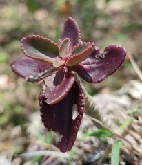 Kalanchoe