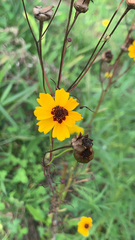Coreopsis tinctoria