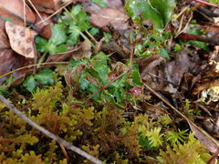 Aceria caliberberis