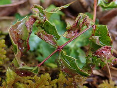 Aceria caliberberis