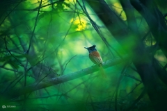 Terpsiphone paradisi