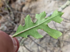 Cussonia paniculata