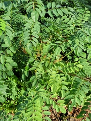 Caragana arborescens