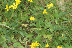 Genista sagittalis