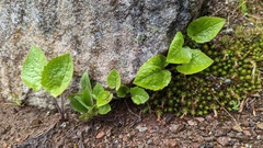Arnica cordifolia