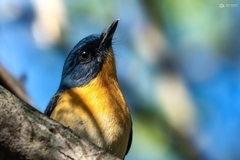 Cyornis tickelliae