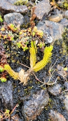 Lycopodiaceae