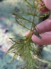 Ceratophyllum echinatum
