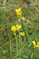 Genista sagittalis
