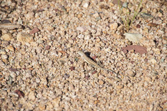 Callisaurus draconoides