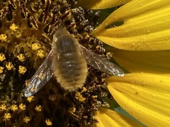 Bombyliinae