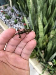 Anolis carolinensis