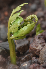 Botrychium lanceolatum
