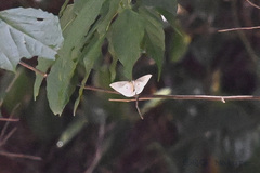 Lepidoptera