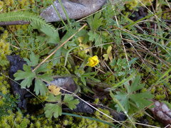 Ranunculus occidentalis
