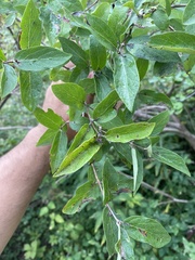 Lonicera morrowii