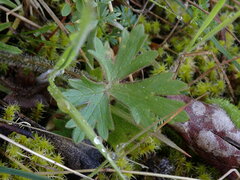 Ranunculus occidentalis