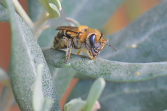 Colletes hederae