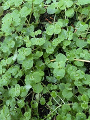 Chrysosplenium americanum