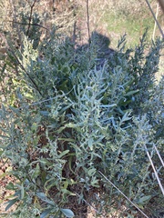 Artemisia caerulescens
