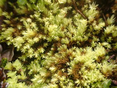 Aulacomnium palustre