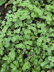 Chrysosplenium americanum