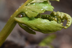 Botrychium lanceolatum