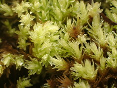 Aulacomnium palustre