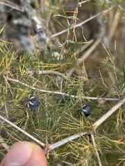 Asparagus suaveolens
