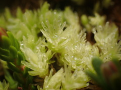 Aulacomnium palustre