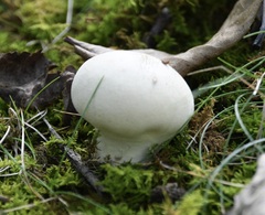 Lycoperdon excipuliforme