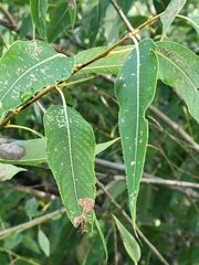 Salix amygdaloides