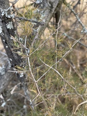 Asparagus suaveolens