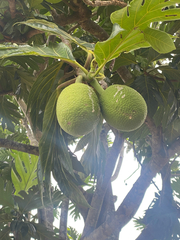 Artocarpus altilis