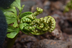 Botrychium lanceolatum